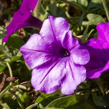 Cafe Alpina Гостевой дом Инсбрук