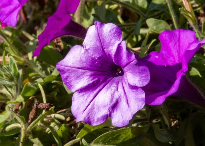 كافيه بنسيون ألبينا بيت ضيافة إنسبروك